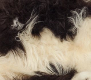 Bank met IJslandse schapenvacht | Eiken poten | 140x35x45 cm Gevlekt